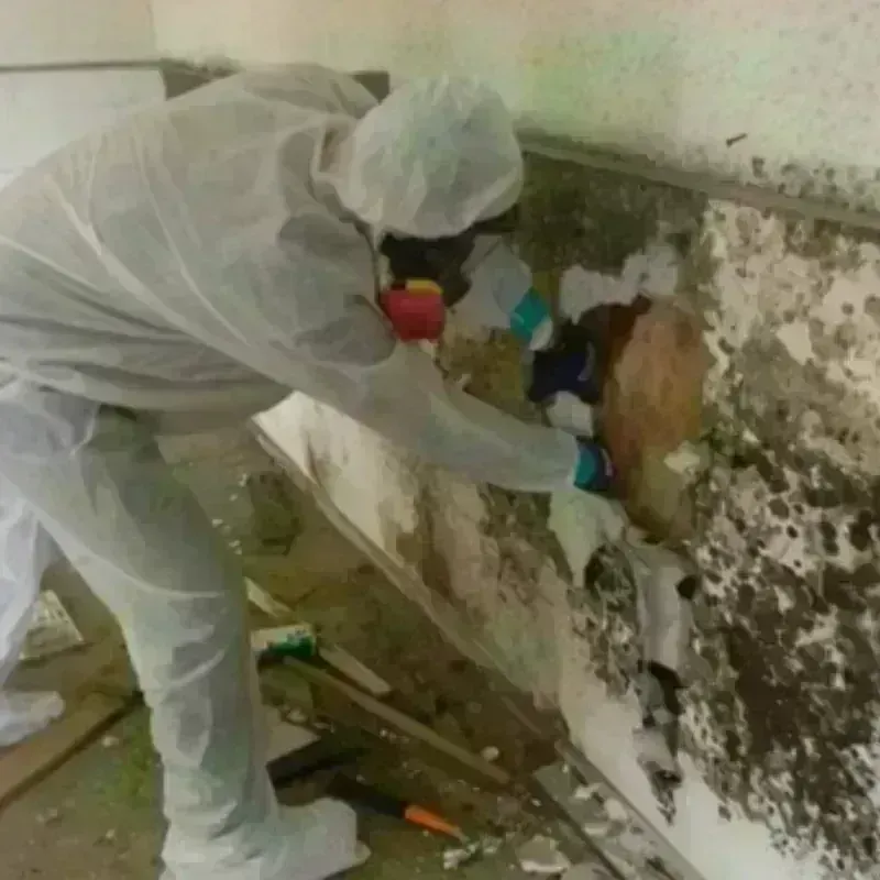 Mold Remediation and Removal in Lake County, CA